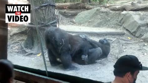 gorilla sex video|Furry Gorilla Porn Videos .